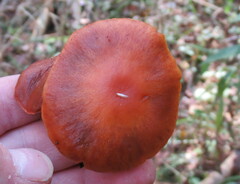 Lactarius rufulus