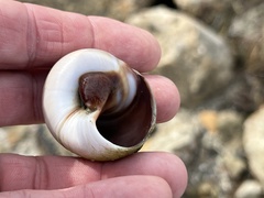 Neverita duplicata