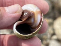 Neverita duplicata