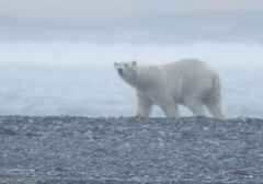 Ursus maritimus