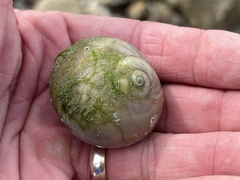 Neverita duplicata