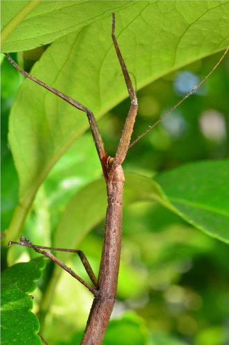 Indian Walking Stick