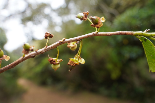 Aphloiaceae image