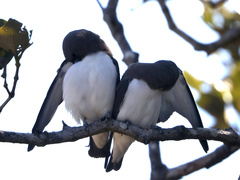 Artamus leucorynchus