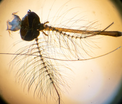 Aedes cinereus