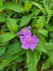 Melastoma
