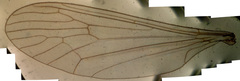 Trichocera