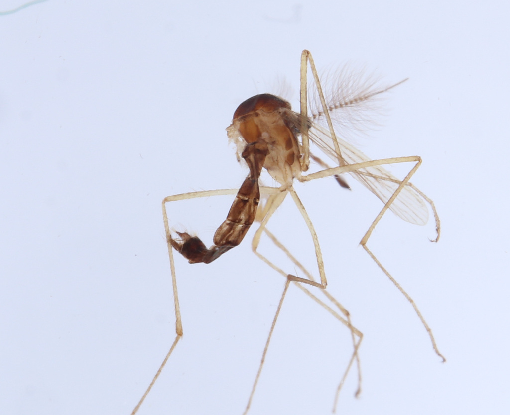 Aedes geminus