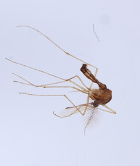 Aedes cinereus