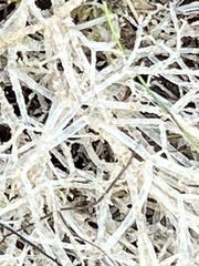 Amathia verticillata