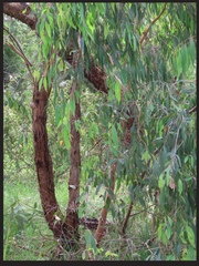 Eucalyptus
