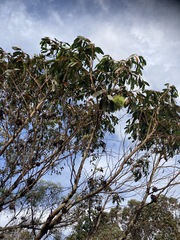 Eucalyptus conferruminata