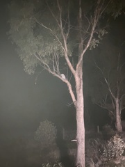 Podargus strigoides strigoides