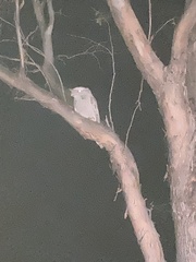 Podargus strigoides strigoides