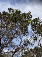 Eucalyptus conferruminata
