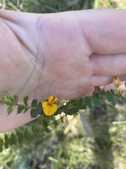 Pultenaea spinosa