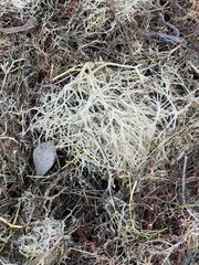 Amathia verticillata