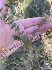 Pultenaea spinosa