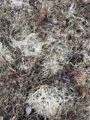 Amathia verticillata