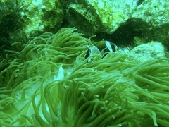 Amphiprion latezonatus