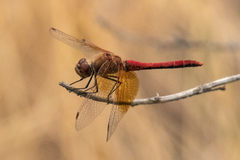 Sympetrum semicinctum occidentale