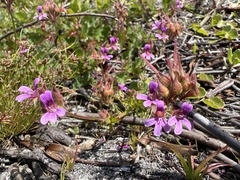 Pelargonium grossularioides