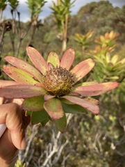 Leucadendron elimense elimense
