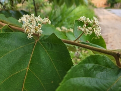 Commersonia bartramia