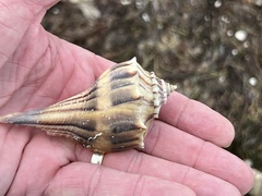 Sinistrofulgur pulleyi