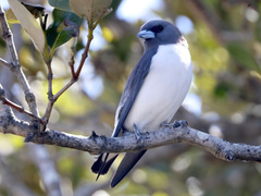 Artamus leucorynchus