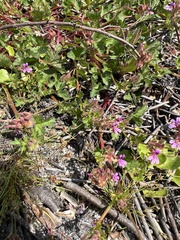 Pelargonium grossularioides