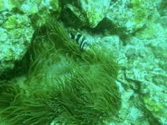 Amphiprion latezonatus