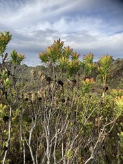 Leucadendron elimense elimense