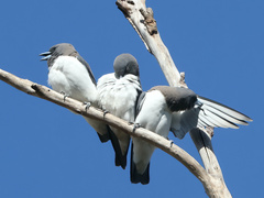 Artamus leucorynchus