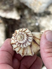 Sinistrofulgur pulleyi