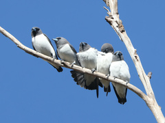 Artamus leucorynchus