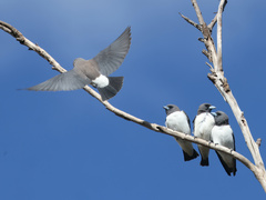 Artamus leucorynchus