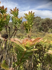 Leucadendron elimense elimense