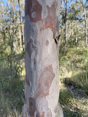 Corymbia maculata