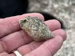 Stramonita canaliculata