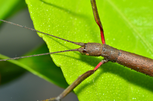 Indian Walking Stick