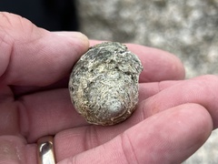 Stramonita canaliculata