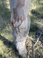 Corymbia maculata