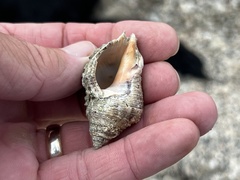 Stramonita canaliculata
