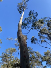 Corymbia maculata