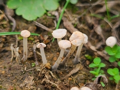 Marasmiellus tricolor