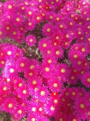 Ruschieae