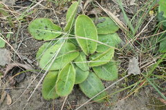 Gerbera piloselloides