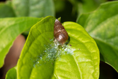 Bulimulus bonariensis