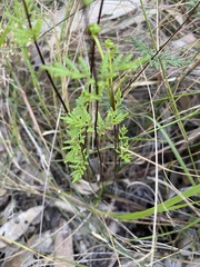 Cheilanthes distans